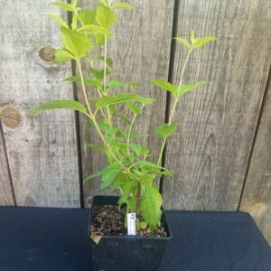 Plante à rêve - Calea zacatechichi