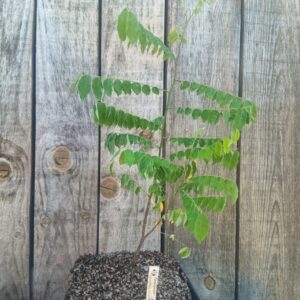 Carambolier - Averrhoa carambola