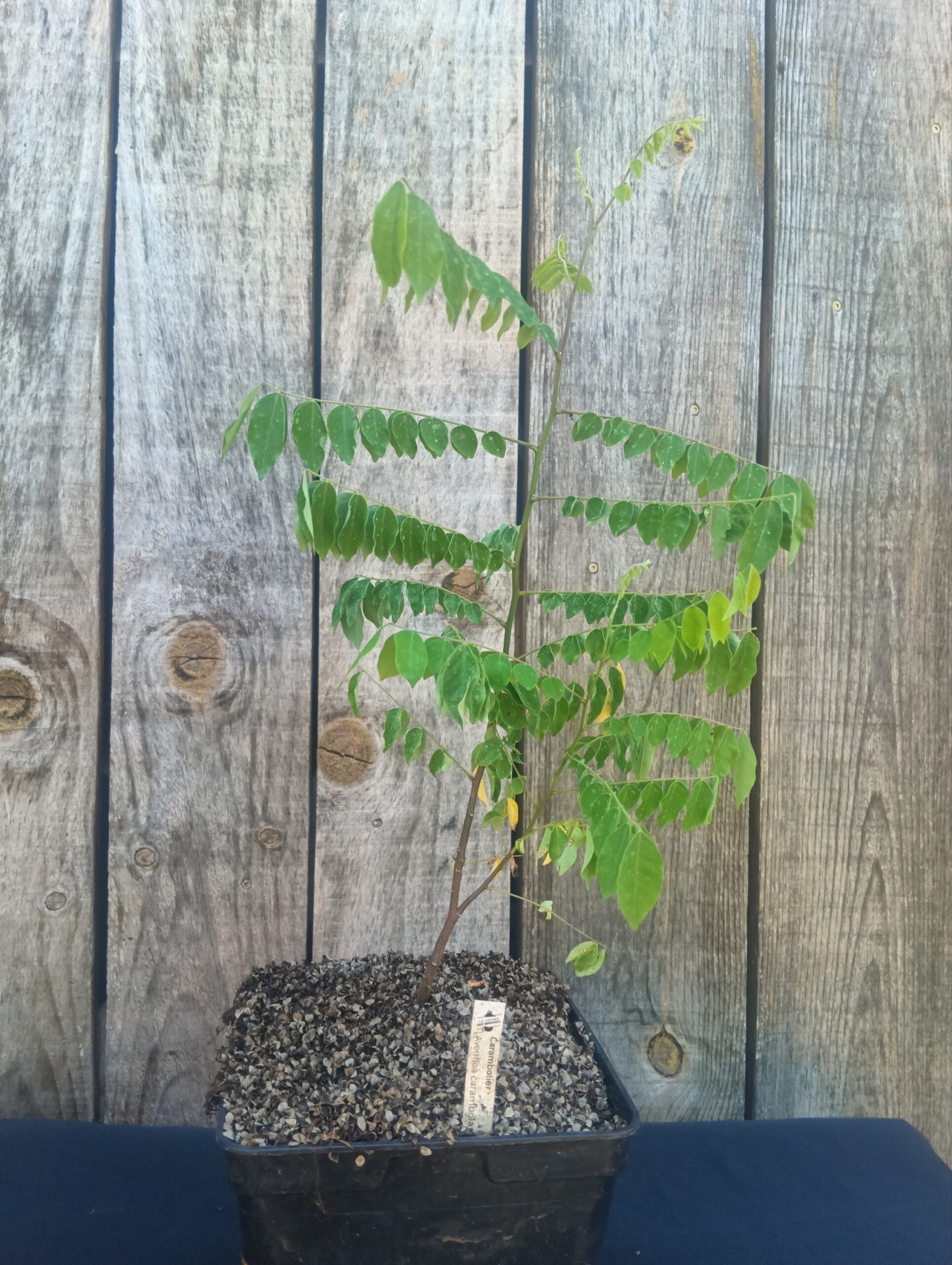 Carambolier - Averrhoa carambola