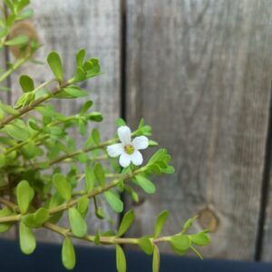 Hysope d'eau - Brahmi - Bacopa monnieri