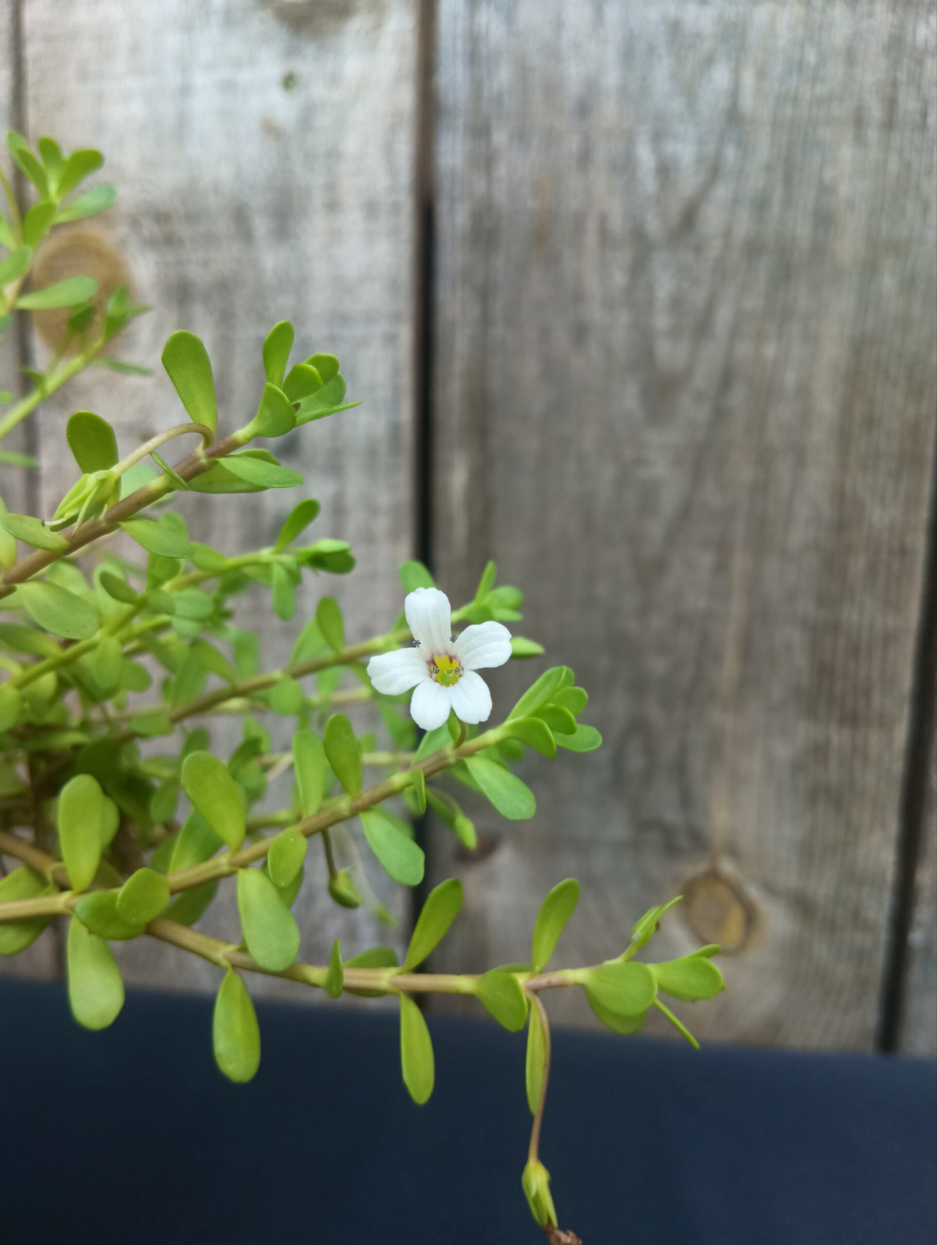Hysope d'eau - Brahmi - Bacopa monnieri