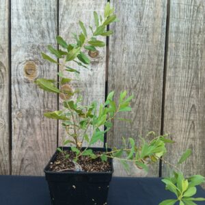 Bois Sent-Bon - Piment Royal - Myrica gale