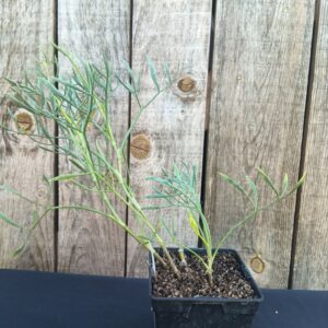 Fenouil marin - Crithmum maritimum