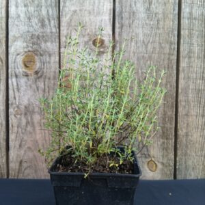 Thym résineux - Thymus mastichina