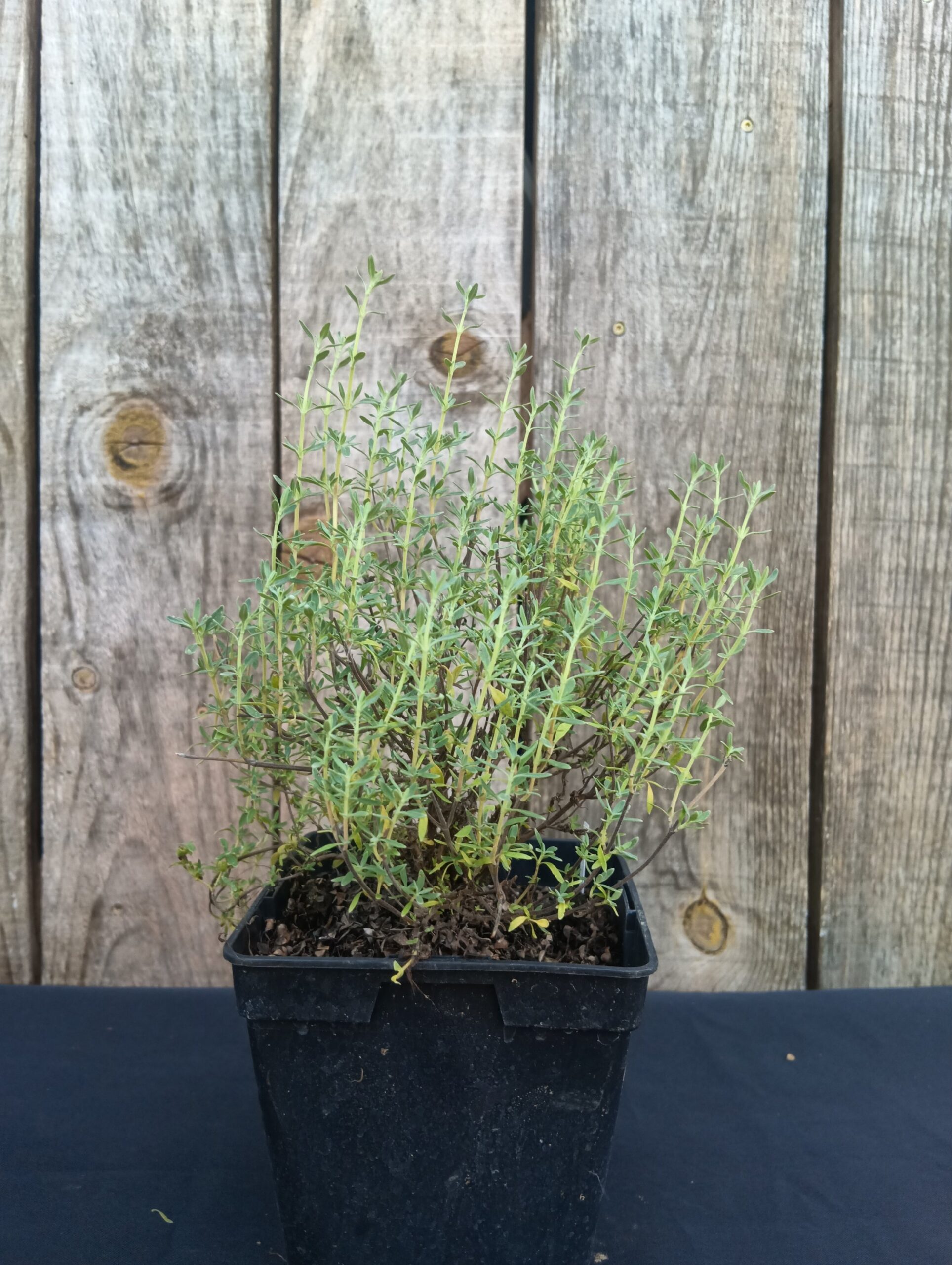 Thym résineux - Thymus mastichina