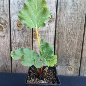 Rhubarbe - Rheum rhabarbarum 'Victoria'