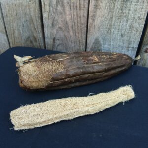 Luffa - Eponge végétale - Luffa cylindrica