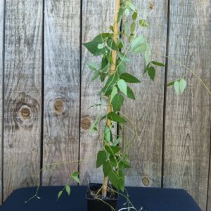 Glycine tubéreuse - Apios americana