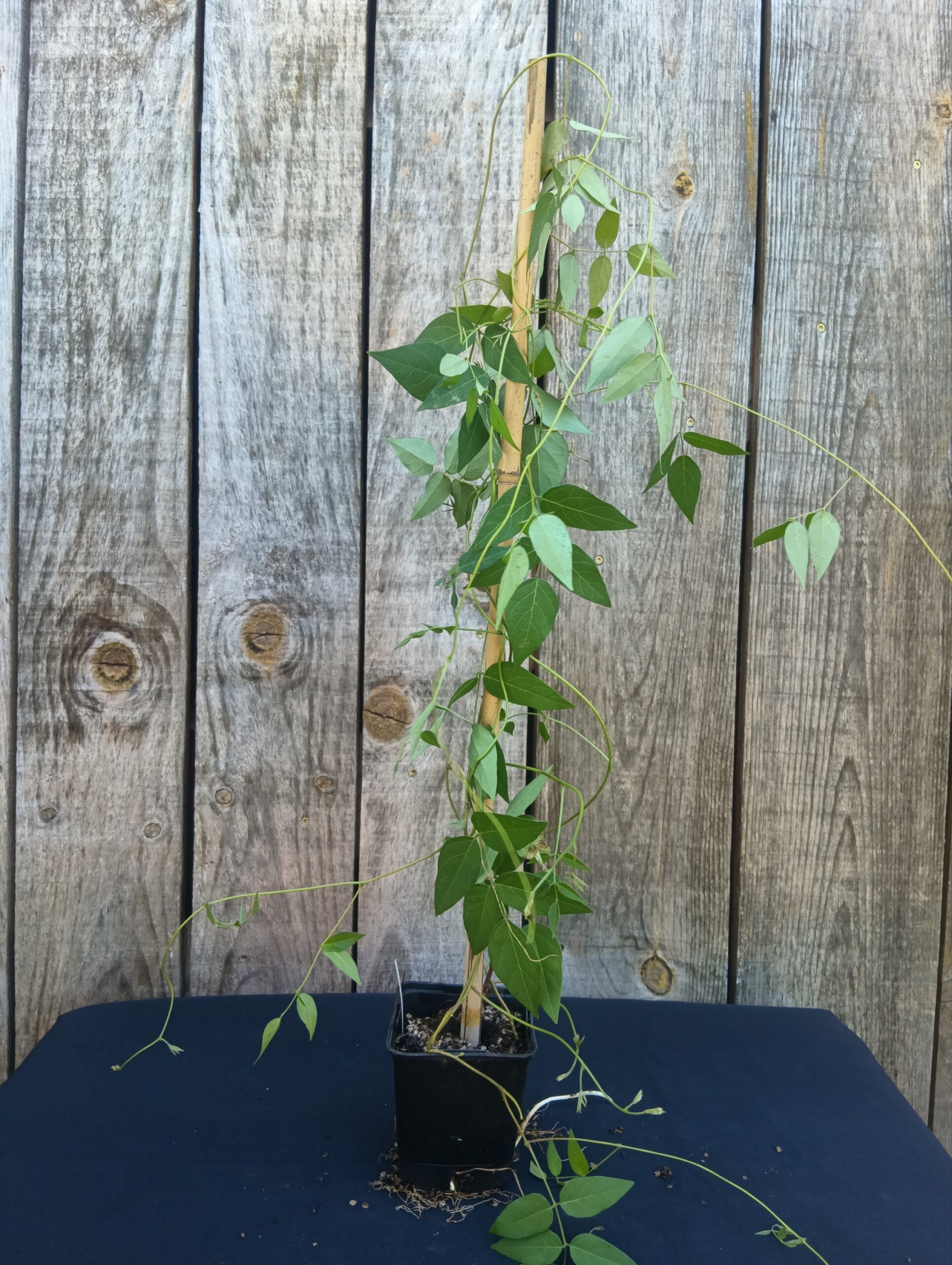 Glycine tubéreuse - Apios americana