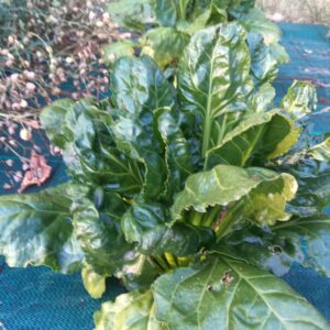 Epinard perpétuel - Rumex patientia