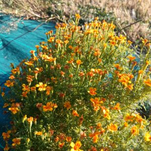 Tagète citron - Tagetes tenuifolia