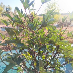 Hibiscus Bissap - Oseille de Guinée - Hibiscus sabdariffa