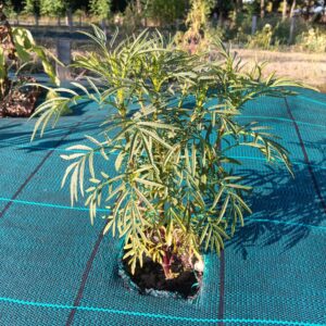 Huacatay - œillet géant - Tagetes minuta