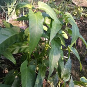 Epinard aquatique - Ipomoea aquatica