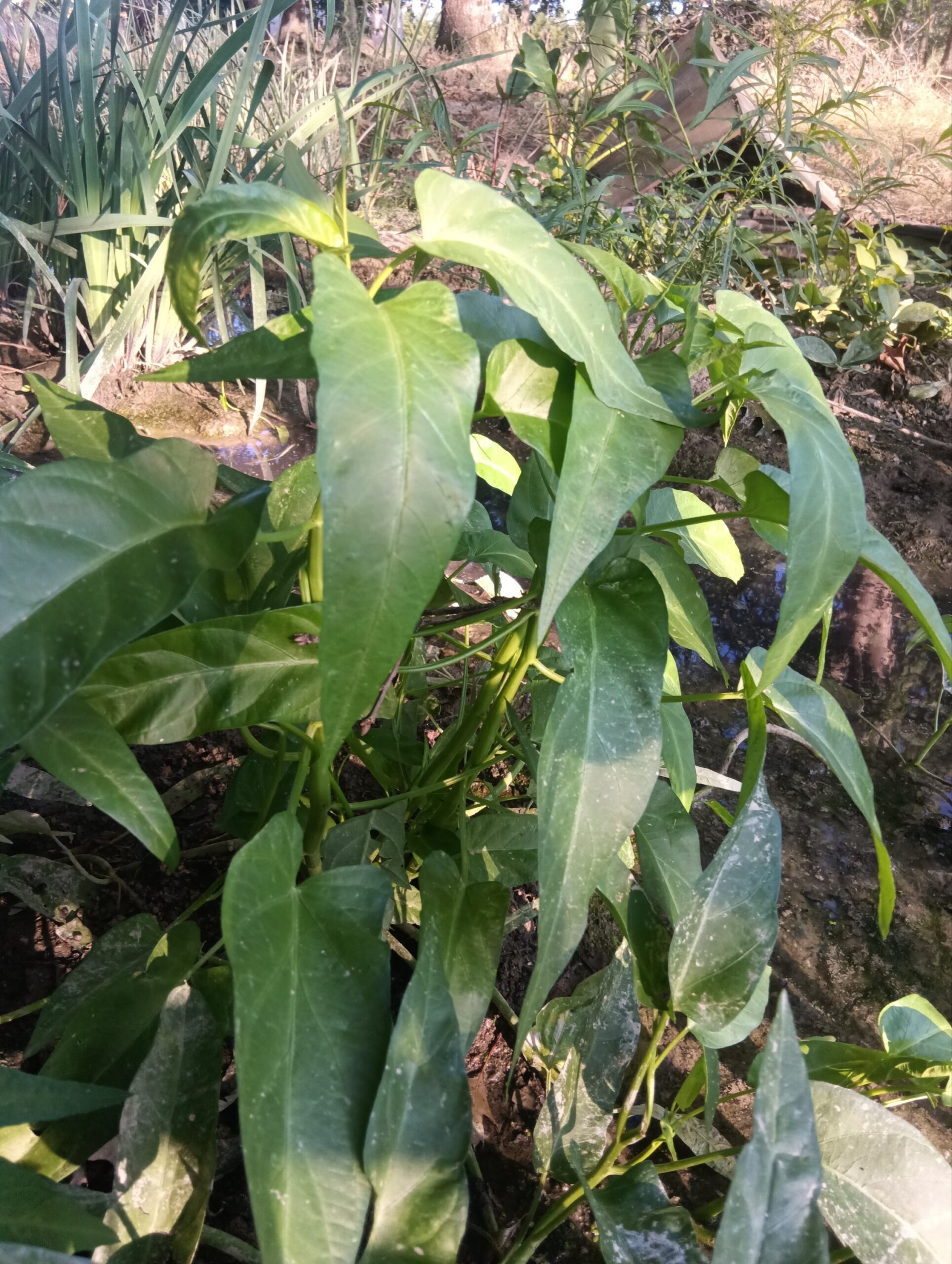 Epinard aquatique - Ipomoea aquatica