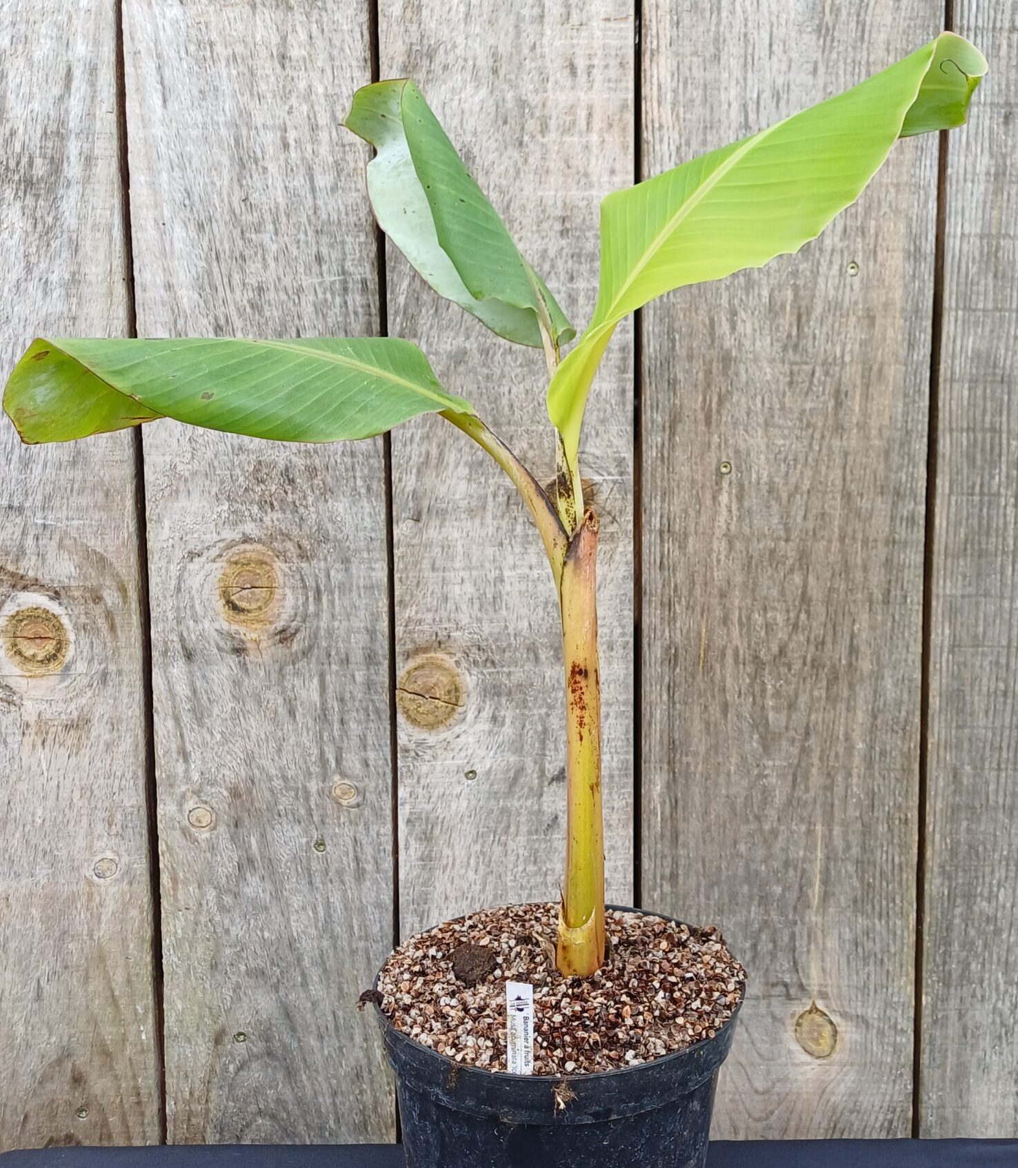 Bananier à fruits - Musa acuminata 'Ice Cream'