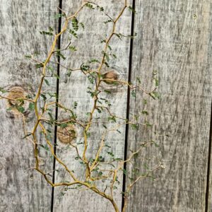 Sophora - Sophora prostrata 'Little Baby'