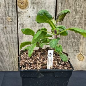 Yacon - Poire de terre - Smallanthus sonchifolius 'Red'