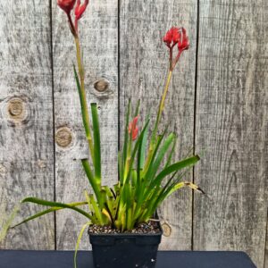 Patte de Kangourou Rouge- Anigozanthos