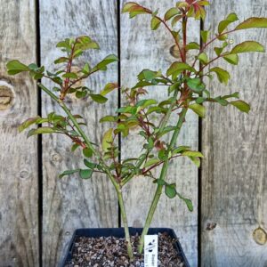 Rosier Fraise des Bois - Rosa 'Fraise des Bois'