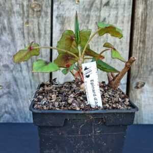 Epinard d'Asie - Fagopyrum dibotrys