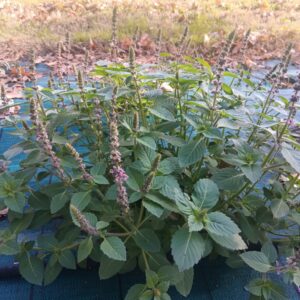 Basilic sacré - Ocimum tenuiflorum 'Tulsi'