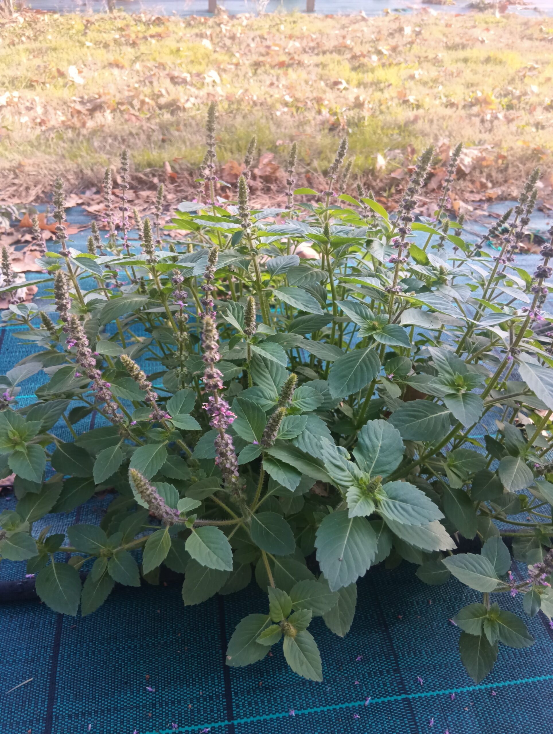 Basilic sacré - Ocimum tenuiflorum 'Tulsi'