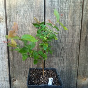 Cerisier de Cayenne - Eugenia uniflora