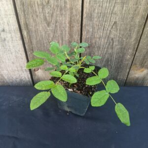 Rose de Mai - Rosa centifolia