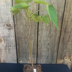 Bois de Chine - Vernicia fordii