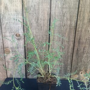Baguenaudier d'Ethiopie - Lessertia frutescens