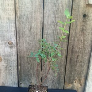 Camérisier - Lonicera caerulea 'Strawberry Sensation'