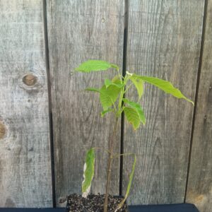 Cacao - Theobroma cacao