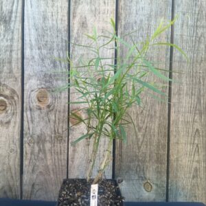 Arbuste Fleurs de Miel - Freylinia lanceolata