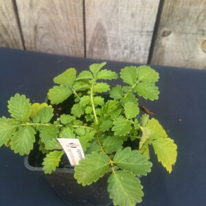 Aigremoine - Agrimonia eupatoria