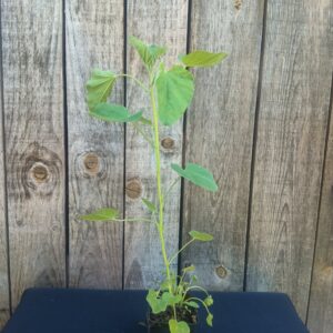 Guimauve - Althaea officinalis