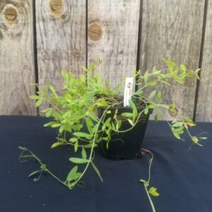 Gesse tubéreuse - Lathyrus tuberosus
