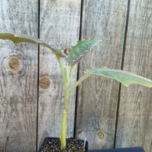 Narandille - Solanum quitoense