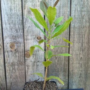 Cajou - Anacardium occidentale