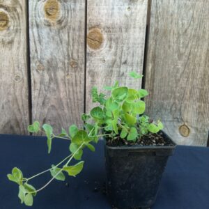 Ginseng du Pauvre - Codonopsis pilosula