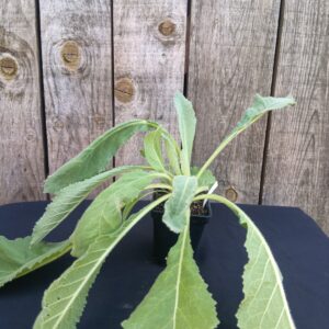 Bouillon blanc - Verbascum bombyciferum