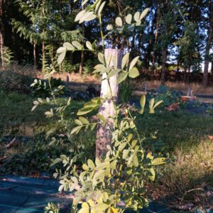 Réglisse romaine - Glycyrrhiza echinata