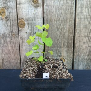 Aristoloche - Aristolochia elegans