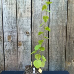 Passiflore Poc Poc - Passiflora foetida
