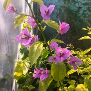 Bougainvillier - Bougainvillea specto-glabra 'Violet de Mèze'