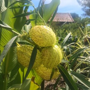 Plante Ballon - Faux cotonnier - Gomphocarpus physocarpus