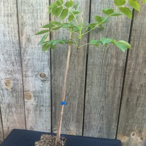 Arbre à Miel - Tetradium daniellii
