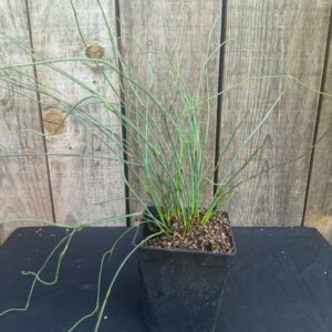 Plante Mikado - Elegia tectorum
