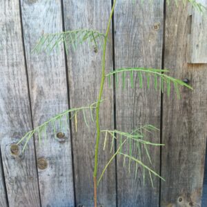Sensitive géante - Mimosa pigra