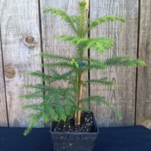 Pin de Norfolk - Araucaria heterophylla